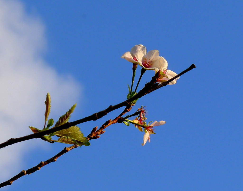 秋桜