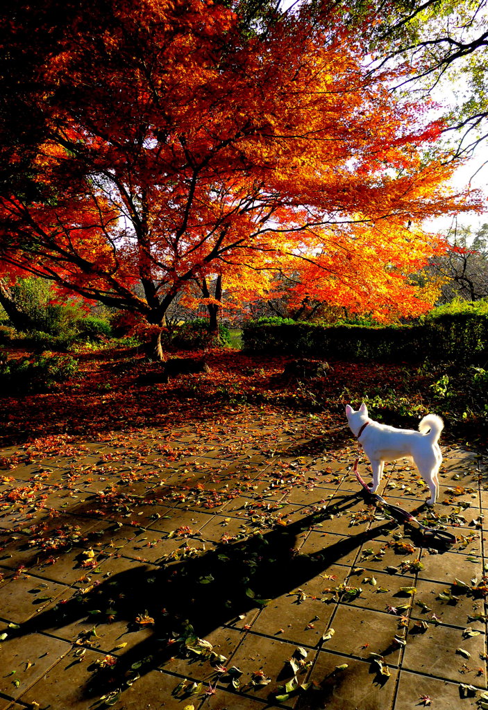 紅葉と影法師