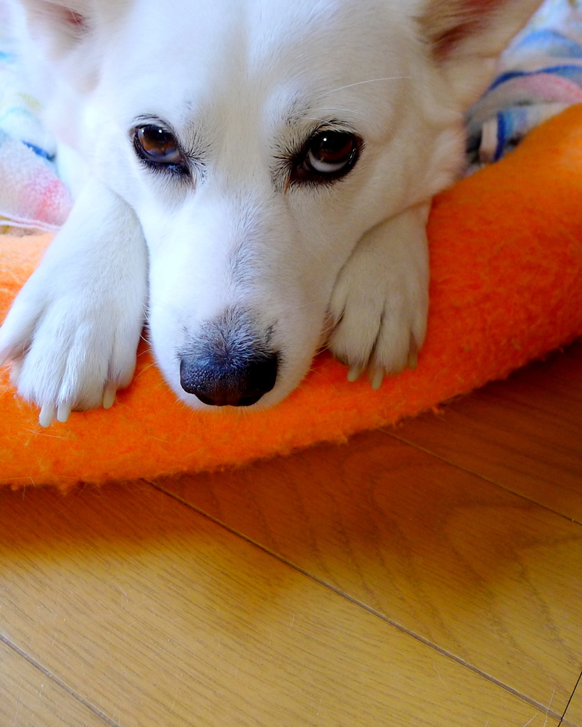 なんかくれよー！