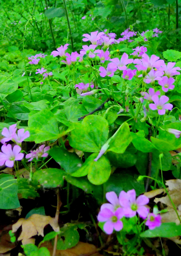 カタバミの花