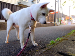 何かいる？