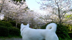 岡山神社の裏山