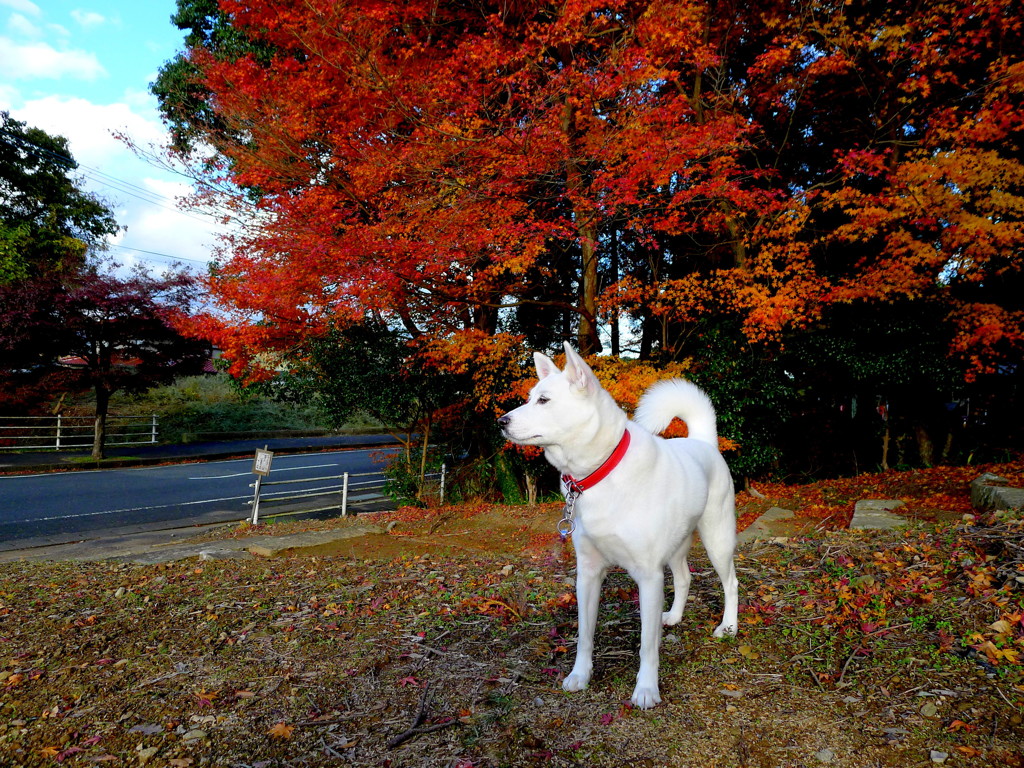 紅葉