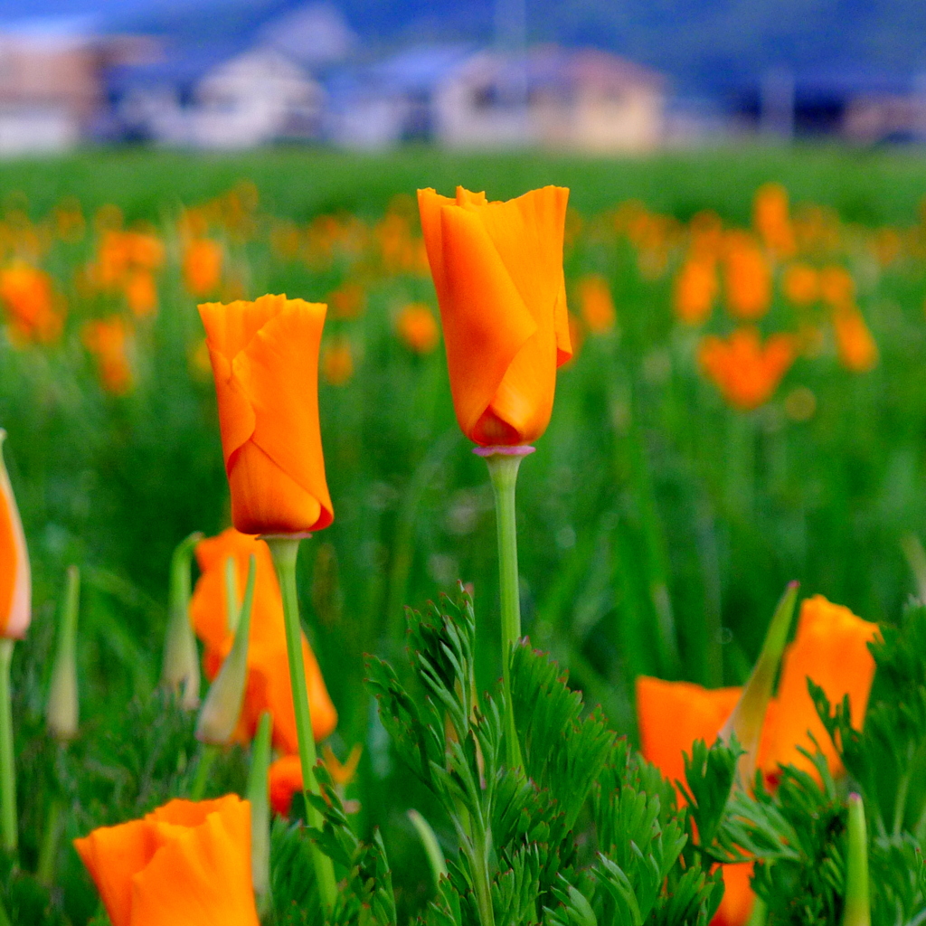 花菱草と言うらしい