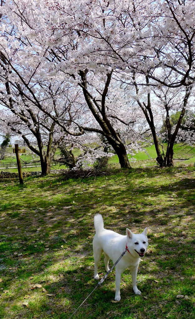 桜の下で・・・チーズ？