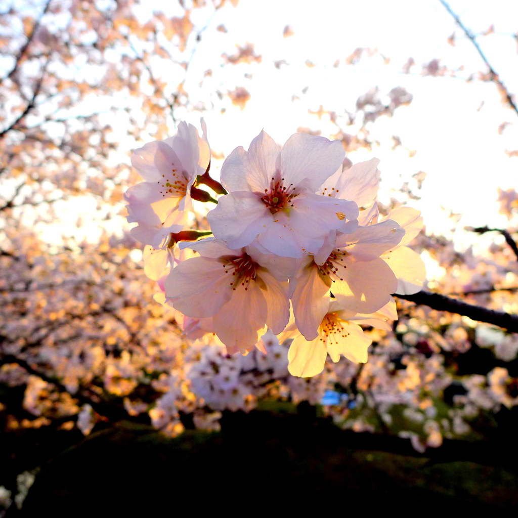 万朶の桜