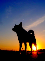 犬と夕日と飛行機雲