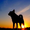犬と夕日と飛行機雲