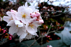 小城公園開花