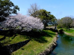 石井桶公園の桜