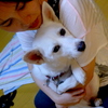 Healing　Dog お仕事中