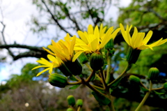 つわぶきの花