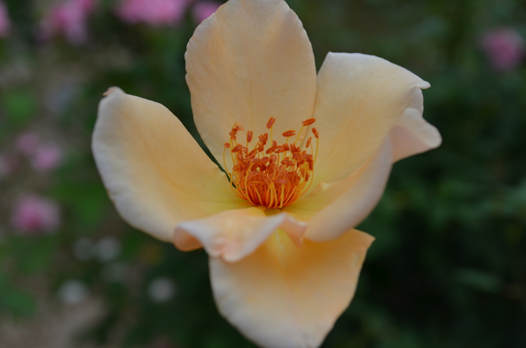 DSC_0408