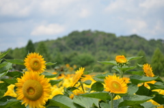 田舎