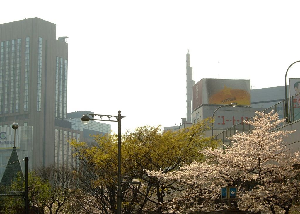 銀座の桜