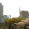 銀座の桜