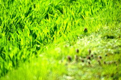 ５月の緑