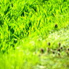 ５月の緑