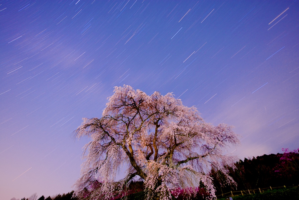 又兵衛桜