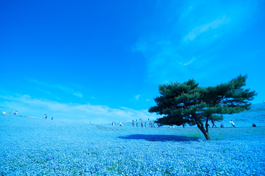 青空花 By さささ Id 写真共有サイト Photohito