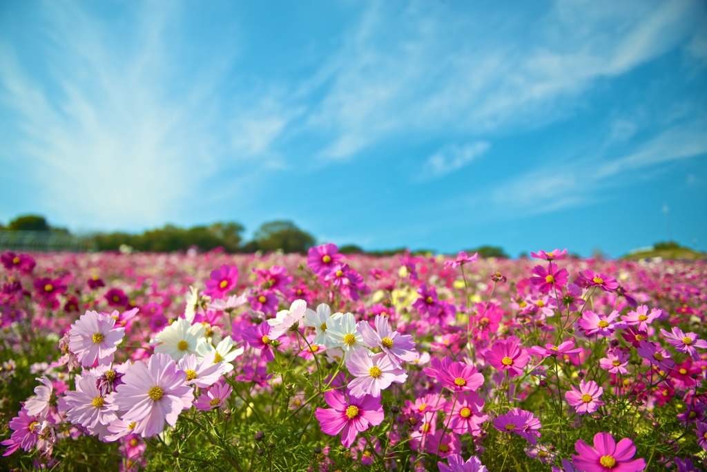 秋桜