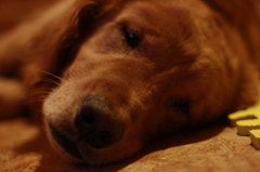 腹減った〜〜〜〜