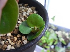 Pilea peperomioides