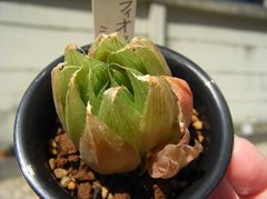 キフィオフィラ×シンビフォルミス