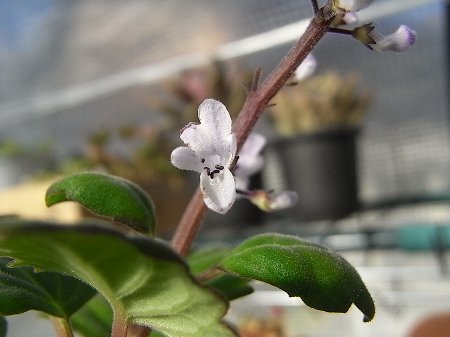 【Plectranthus ernstii】