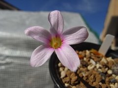 Oxalis engleriana