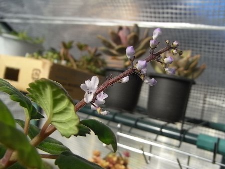 【Plectranthus ernstii】