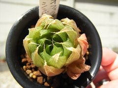 キフィオフィラ×シンビフォルミス