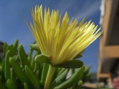 Mesembryanthemum Cephalophyllum　Lemon