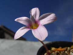 Oxalis engleriana