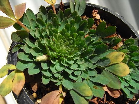 Oxalis haworthioides