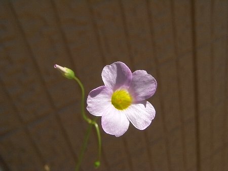 オキザリス（仮