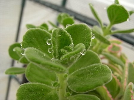 Plectranthus amboinicus