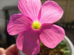 Oxalis bowiei 