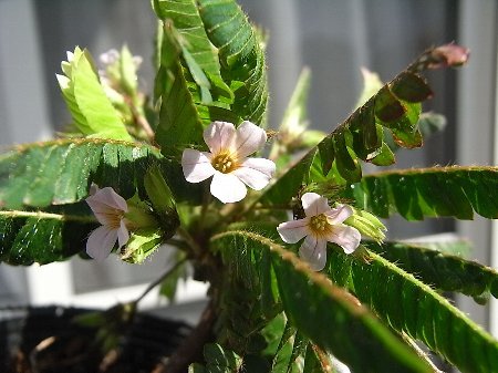 Biophytum