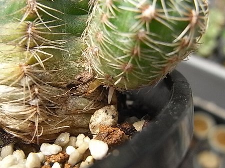 羅星丸　Gymnocalycium bruchii