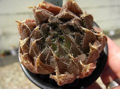 ミラーボール×ボルシー