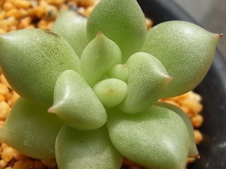 ケペル