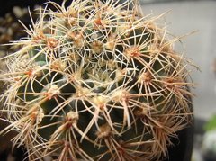 羅星丸　Gymnocalycium bruchii