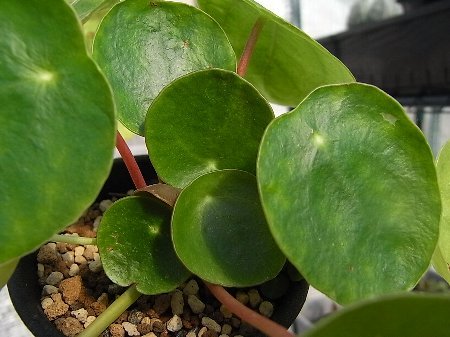 Pilea peperomioides