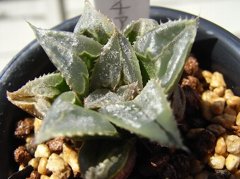 シュドルチアナ