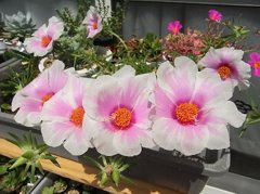 巨大輪マツバボタン