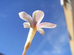 Oxalis engleriana