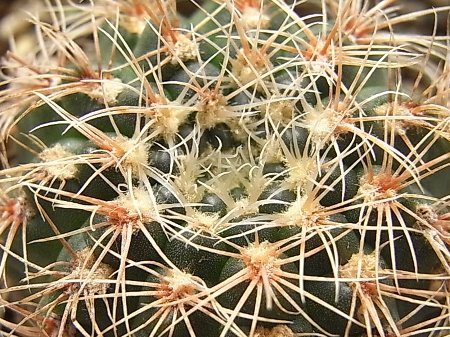羅星丸　Gymnocalycium bruchii