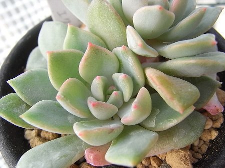 クリムネリア　エクスパトリチカ（購入時の名前