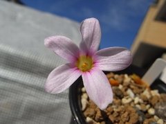 Oxalis engleriana